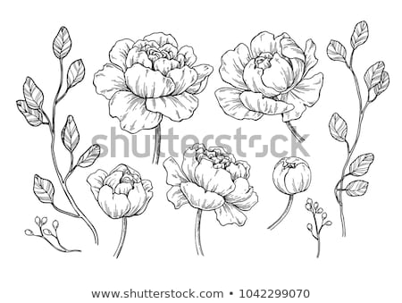 Stockfoto: Peony Flower Details