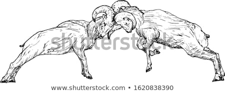 Stock fotó: Two Ram