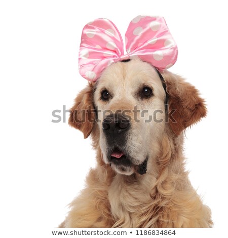 Foto d'archivio: Close Up Of Curious Golden Retriever Wearing A Pink Ribbon