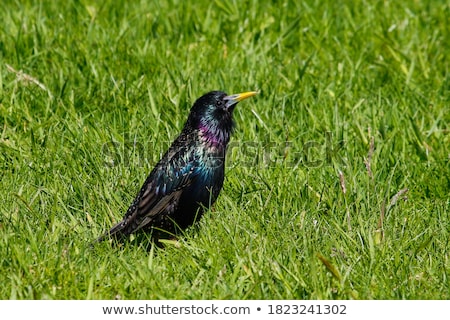 Stok fotoğraf: Common European Starling On Lawn