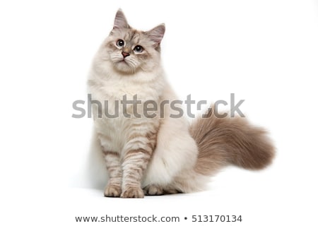 Stok fotoğraf: Cat On White Background