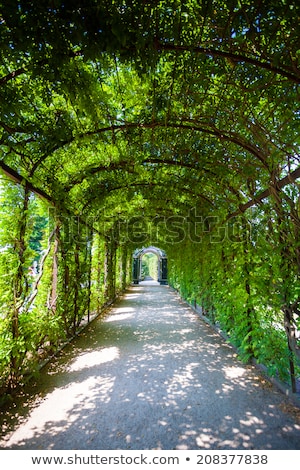 Walkway Under A Green Natural Tunnel Stock foto © Pixachi