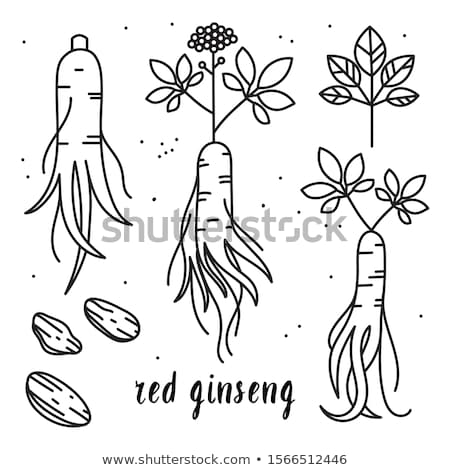 Stock photo: Ginseng Vector Icon Illustration