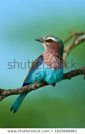 Stock photo: Branch Lilac