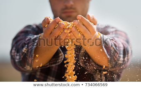 Сток-фото: Gold Corn Field