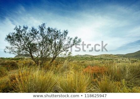 Stock fotó: Tree Near Sand Dunes In The Desert Spain Andalusia Almeria