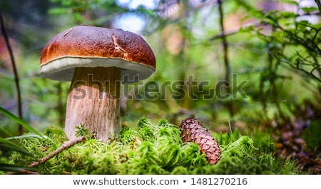 Foto stock: Boletus Edulis In The Autumn Forest