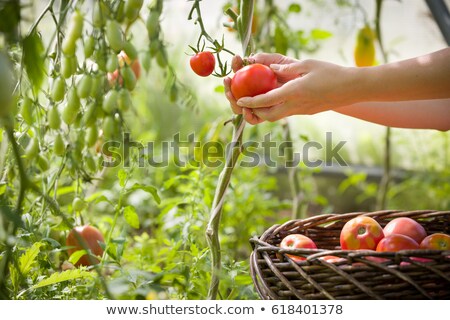 Stock foto: Tomato Harvest In Autumn