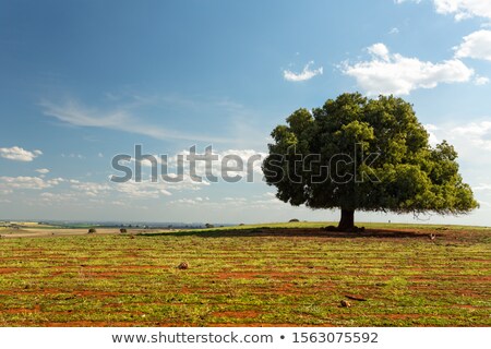 Stockfoto: Irregular Tree In Rural Field