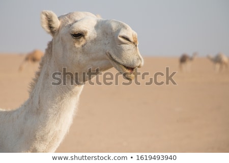 Stockfoto: Closeup Portrait Of The White Camel