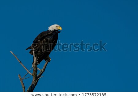 Stock foto: Eagle And Tree