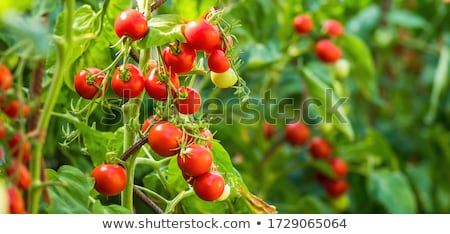 Stock photo: Growing Tomatoes