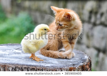 Foto d'archivio: Cat And Chick