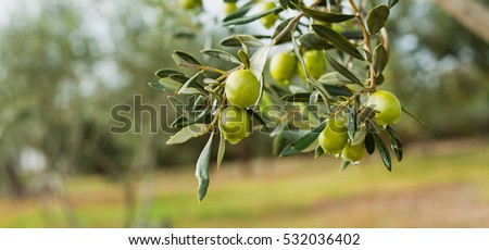 Сток-фото: Olive Trees