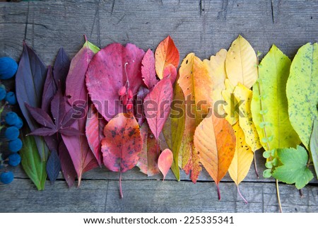 Stockfoto: Fresh Colorful Leaves