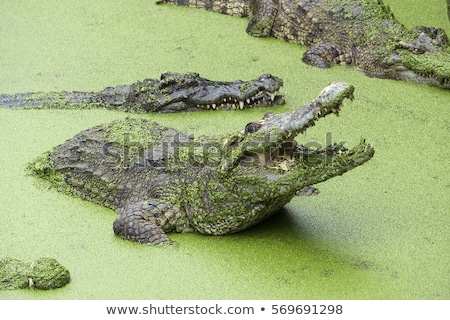 Сток-фото: Crocodile With Open Mouth In Green Slime