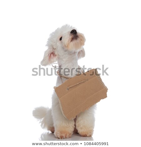 Stok fotoğraf: Poor White Bichon Begging While Looking Up