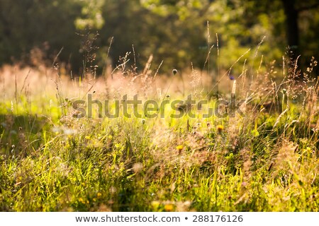 Stockfoto: Alpine Pastures And Fir Trees