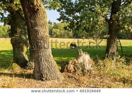 Stock foto: Three Oak Trees At Sunset