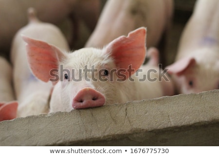 Foto stock: Pigs