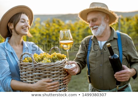 Stock foto: Woman Picking Grapes In A Vineyard