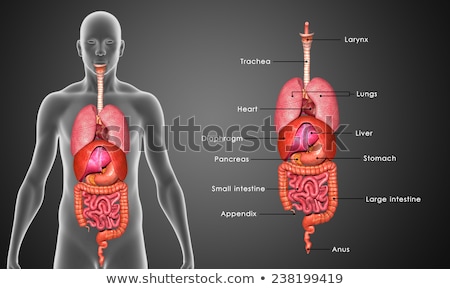 Stock fotó: Internal Organs - Bronchial Arteries