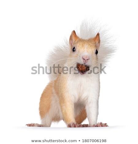 Foto stock: Squirrel Eating A Nut