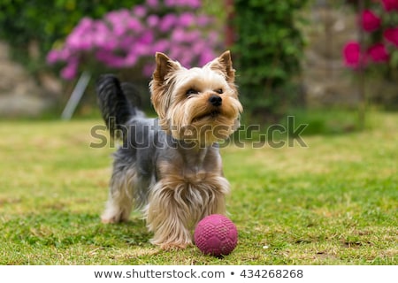 Yorkshire Terrier Puppy Dog Walking In The Grass Zdjęcia stock © Artush