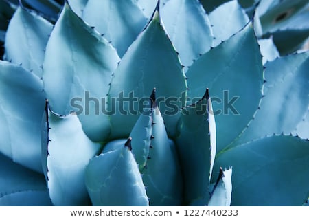 Stock fotó: Agave Plant Parryi