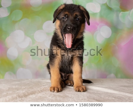 商業照片: German Shepherd Yawn In The Dark Studio