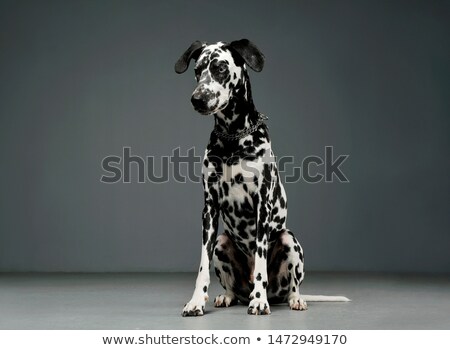 Stock foto: Lovely Dalmatians Sitting In A Gray Studio