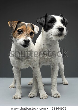 Stok fotoğraf: Two Parson Russell Terriers Staying With Cross Legs In The Gray