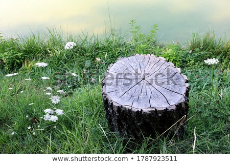 [[stock_photo]]: Scene With Stump Tree In Flower Field