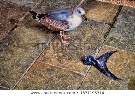 Foto stock: Fishtail And Seagulls