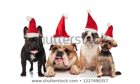 Foto d'archivio: Group Of Four Santa Dogs Standing And Sitting