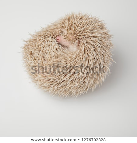 Stok fotoğraf: Adorable Hedgehog Resting Curled On Side