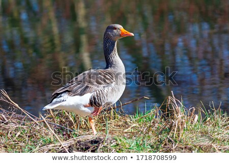 Сток-фото: Greylag Goose At The Waterside