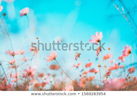 Сток-фото: Colorful Spring Flowers