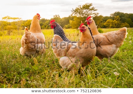 Foto stock: Rooster In The Meadow