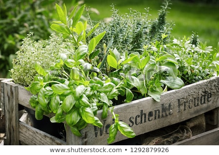 Stock photo: Herbs Plants