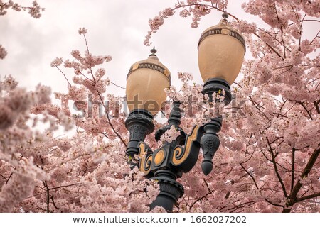 [[stock_photo]]: Cherry Blossoms Trees Along Willamette River Waterfront