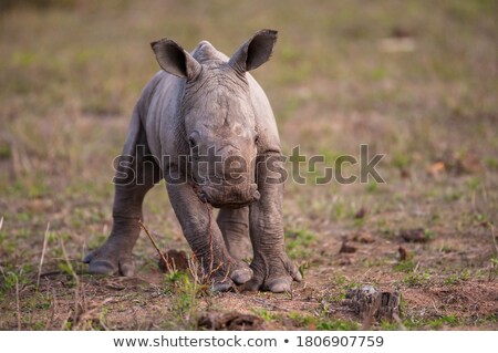 Сток-фото: Baby Rhino