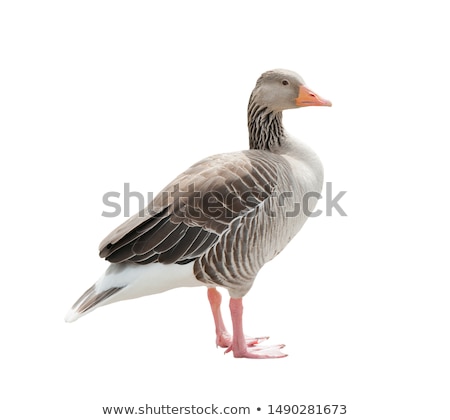 Stock photo: Pink Footed Goose