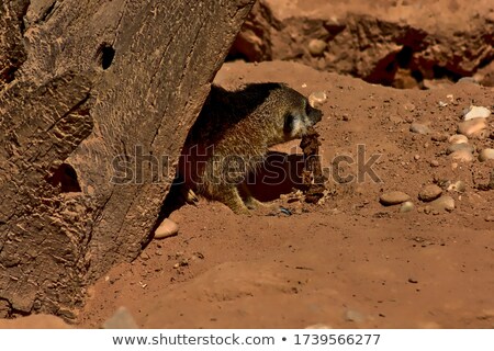 Stockfoto: Mongoose Herpestidae Eating Prey