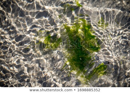 [[stock_photo]]: Seaweeds Under The Sea