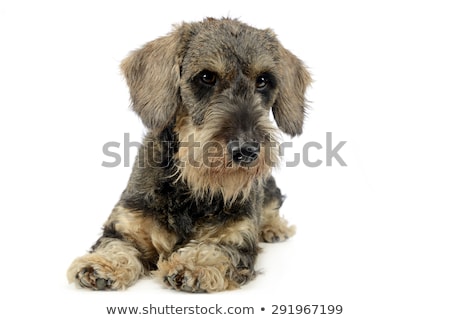 Foto stock: Lovely Puppy Wired Hair Dachshund Lying In White Photo Studio