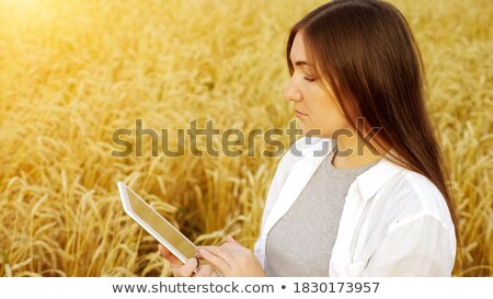 Stock photo: Agronomist Examining Ripe Wheat Crop Spikelets