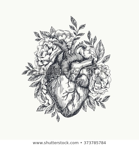 Foto stock: Drawing Human Heart With Flowers