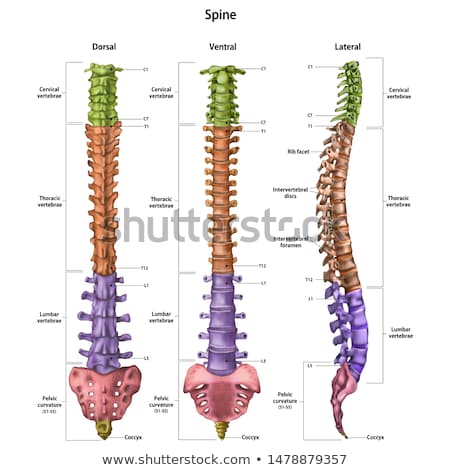 Foto d'archivio: Human Anatomy Of Spine On White Background