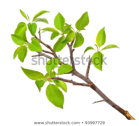 [[stock_photo]]: Branch Apple Tree With Spring Buds Isolated On White